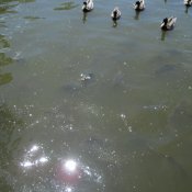 IMG_0431